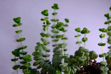 Stretched out Crassula Perforata or String of Buttons, close up. Growing with poor lighting. Potted houseplant with long stems. Overgrown mature flower.