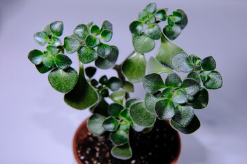 Indoor flower Aichryson, tree of love. Small succulent baby tree potted in fresh soil. Aichryson flower isolated on grey studio background. Beautiful houseplant with fluffy leaves