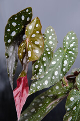 Begonia maculata plant on a grey background. Trout begonia leaves with white dots and metallic shimmer, close up. Spotted begonia houseplant with green lanceolate leaves and red underside.