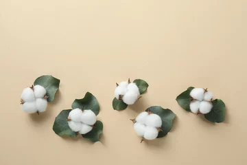  Cotton flowers and eucalyptus leaves on beige background, flat lay. Space for text © New Africa