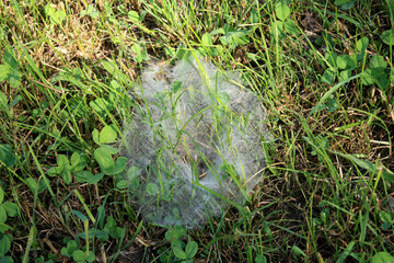 Spider Web in the Grass with Morning Dew, Brandenburg, Germany
