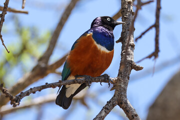 superb starling on a tree in Kenya