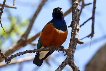 superb starling on a tree in Kenya
