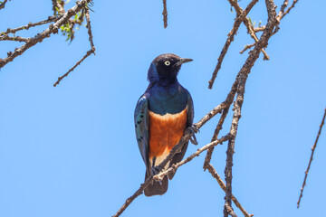 superb starling on a tree in Kenya