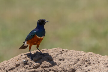 superb starling on a tree in Kenya