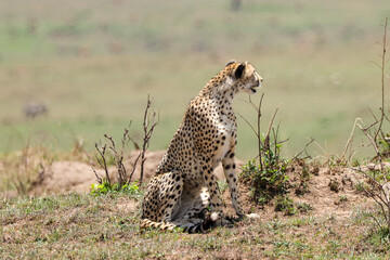 a cheetah on hunt in Maasai Mara NP