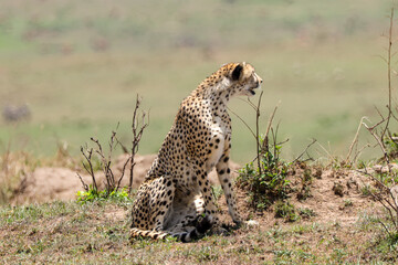 a cheetah on hunt in Maasai Mara NP