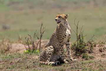 a cheetah on hunt in Maasai Mara NP