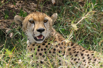 portrait picture of a cheetah