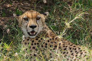 portrait picture of a cheetah