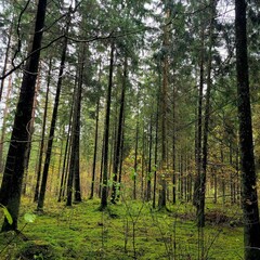 Fototapeta premium forest in spring