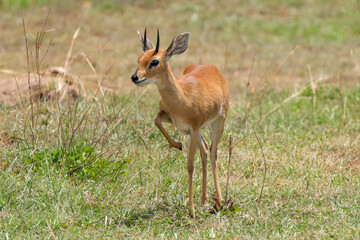 a single steenbok in the savannah of Maasai Mara