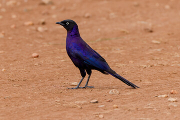 purple starling on the dusty ground of Maasai Mara NP