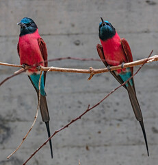 Two carmine bee-eaters on the small branch. Latin name - Merops nubicus nubicus
