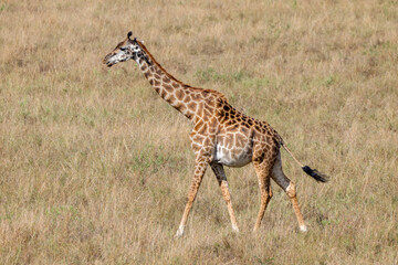 a giraffe in the savannah of Maasai Mara NP