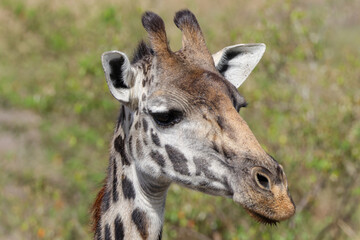 portrait picture of a giraffe in Maasai Mara NP