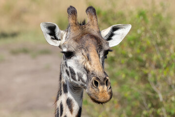 portrait picture of a giraffe in Maasai Mara NP