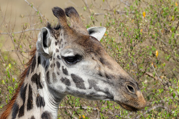 portrait picture of a giraffe in Maasai Mara NP
