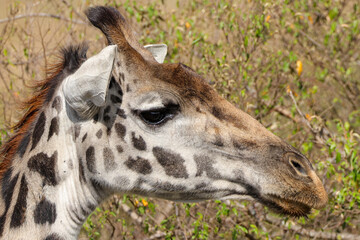 portrait picture of a giraffe in Maasai Mara NP