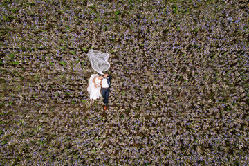 Valmiera, Latvia - July 7, 2023 - Aerial view of a bride and groom lying in a field of purple flowers, with the bride's veil spread out.