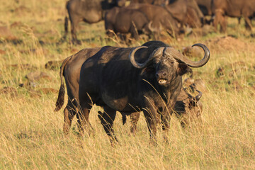 Obraz premium african buffalo in early morning light in Maasa Mara NP