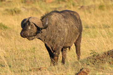 african buffalo in the savannah of Maasai Mara NP