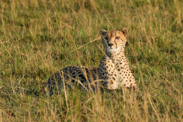 a cheetah in the grass of Maasai Mara NP