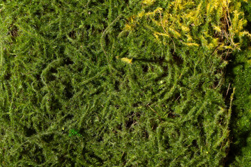 green moss texture Wallpaper, background with copy space
