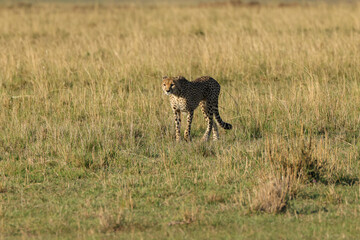 a single cheetah wanders in the savannah of Maasai Mara NP