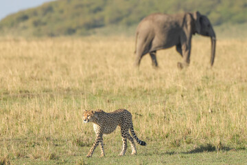 a cheetah on patrol in the savannah with crossing elephants in the background