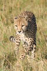 Naklejka na ściany i meble a single cheetah wanders in the savannah of Maasai Mara NP