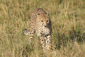 a single cheetah wanders in the savannah of Maasai Mara NP