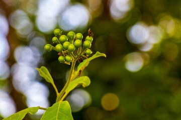White yellow flowers and plants tropical Caribbean jungle nature Mexico.