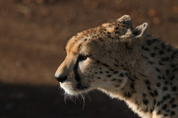 Naklejka na ściany i meble portrait picture of a cheetah head in Maasai Mara NP