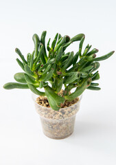 Crassula plant succulent in pot. Green little flower on white background