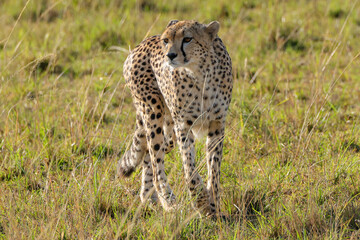 a single cheetah wanders in the savannah of Maasai Mara NP