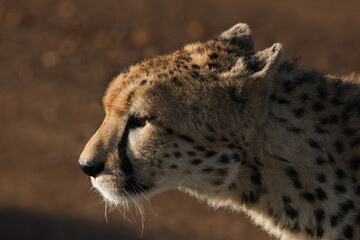 close-up picture of the face of a cheetah
