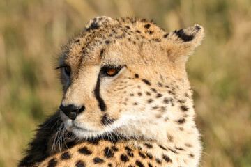 close-up picture of the face of a cheetah