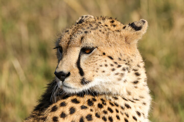 portrait picture of a cheetah head in Maasai Mara NP