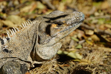 Green iguana (Iguana iguana), also known as the American iguana, Iguanidae family. Costa Rica.