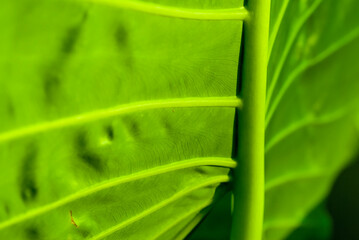 Abstract background from leaf close-up, use for media background, advertising, about forest, freshness, humidity.