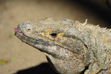 Green iguana (Iguana iguana), also known as the American iguana, Iguanidae family. Costa Rica.