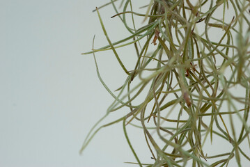 Close up of Spanish Moss (scientific name: Tillandsia usneoides L.) on blurred background.
