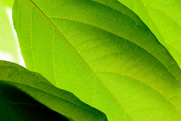 The green tone background from the close-up of the leaves is used in media, advertising, related to the forest, freshness, humidity.