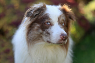 Beautiful brown and white merle Border Collie dog with striking blue eyes and canine Epilepsy is...
