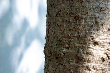Close up of bark texture on blurred background.