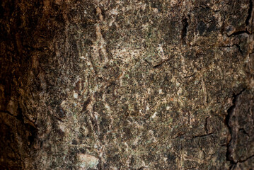 Abstract background from close up, tree bark showing traces Textures are used to make media related to nature, forests, the environment.