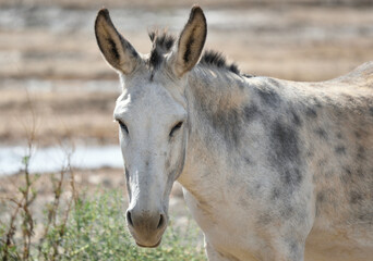 Naklejka na ściany i meble White and dappled gray mule close-up