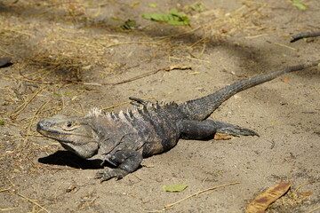 Green iguana (Iguana iguana), also known as the American iguana, Iguanidae family. Costa Rica.