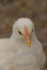 portrait of a goose